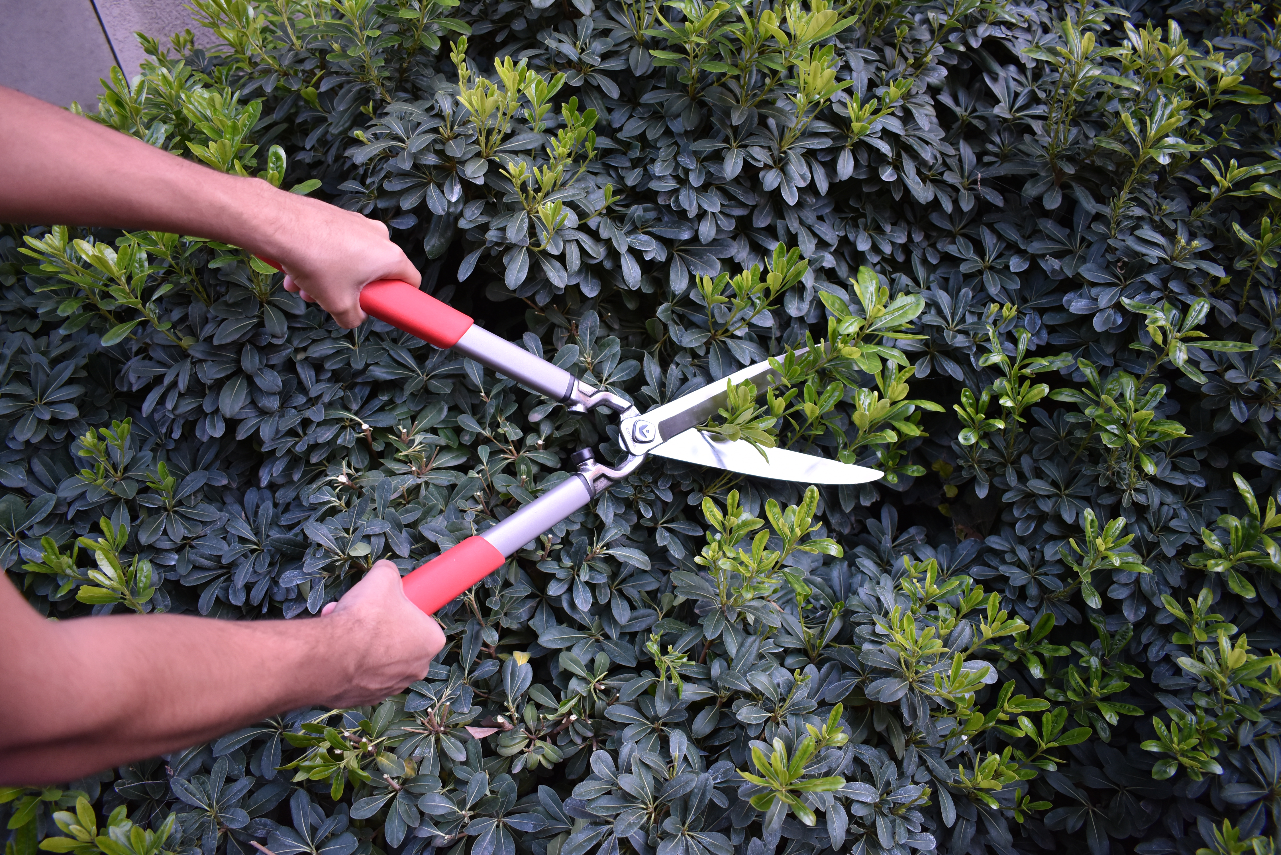 Shears